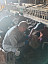 Саратовские ветеринары добирались до пастбищ на лодках
